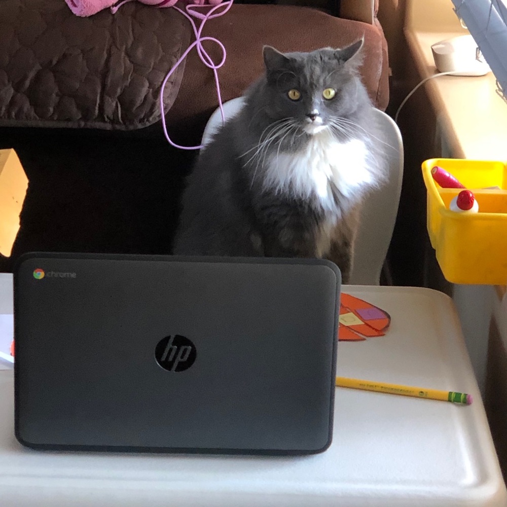 Meet your Posher, Lailah